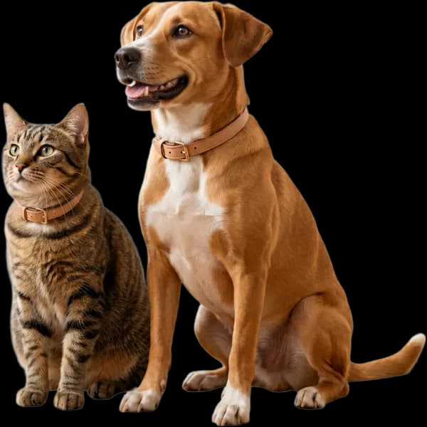 Cão e gato saudáveis sentados lado a lado
